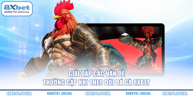 Giải đáp các vấn đề thường gặp khi theo dõi đá gà 8XBet