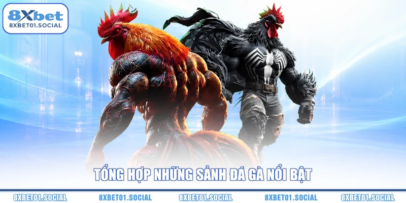 Tổng hợp những sảnh đá gà nổi bật